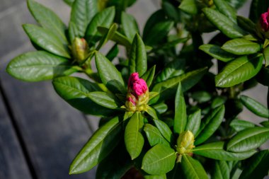 İmparatorluk çeşitliliğinin çiçek açan rhododendronu, gri ahşap arka planda yakın plan, tasarımcı için boş, model