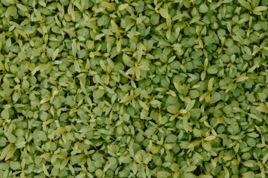 Yaprakların doğal arkaplanı, yeşil desenli arka plan