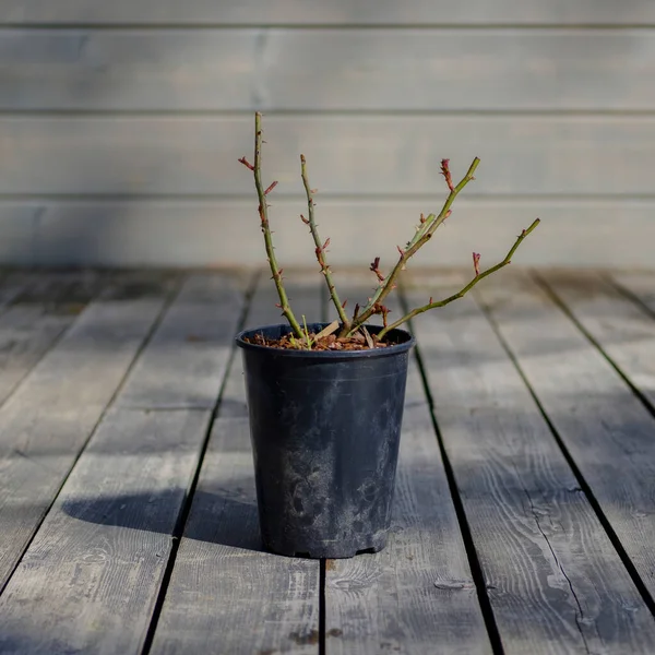 bush rose sapling, cut flower after winter and in a pot on a wooden terrace and a gray background, decoration for the garden.