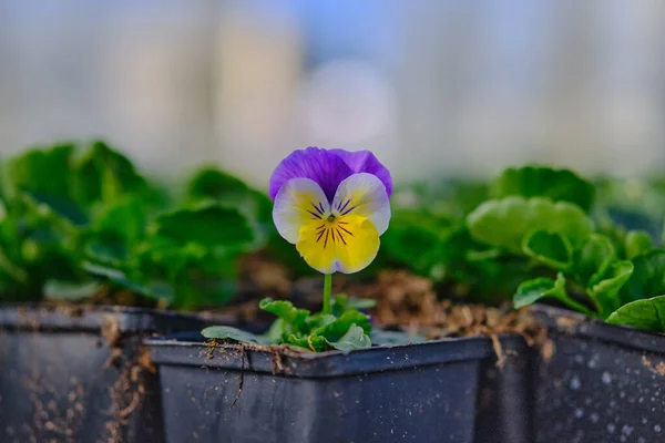 Fundal Natural Texturat Flori Violet — Fotografie, imagine de stoc