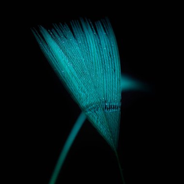 Siyah arkaplanda güzel renkli tüy