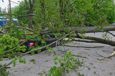 Fırtınanın trajik sonuçları, güçlü rüzgar yakınlardaki bir arabanın üzerine düşen bir ağacı kırdı.