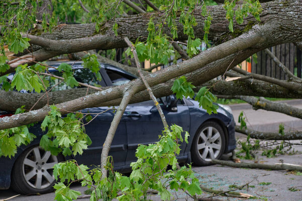 tragic consequences of the storm, strong wind broke a tree that fell on a car parked nearby