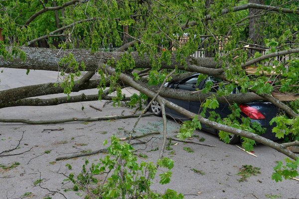 Car under a fallen tree after a storm