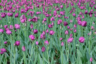 Mor lalelerin tomurcukları halka açık bir şehir parkında bulanık bir zemin üzerinde yumuşak bir ışıkla ve yazı için bir yer ile büyüyor. Hollanda laleleri çiçek açıyor. Çiçekçi için çiçek afişi.
