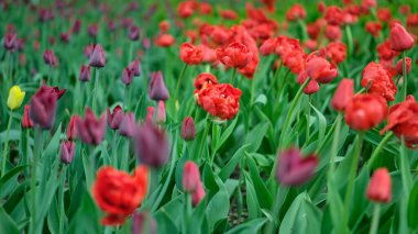 Şehir parkında çeşitli lalelerin tomurcukları bulanık bir arka planda, yumuşak bir ışıkta, yazı yazılabilecek bir yerde büyüyor. Hollanda laleleri çiçek açıyor. Çiçekçi için çiçek afişi.