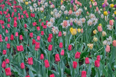Şehir parkında çeşitli lalelerin tomurcukları bulanık bir arka planda, yumuşak bir ışıkta, yazı yazılabilecek bir yerde büyüyor. Hollanda laleleri çiçek açıyor. Çiçekçi için çiçek afişi.