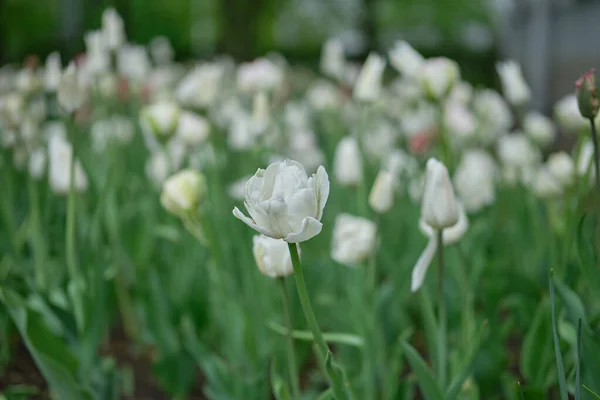 Brotes Tulipanes Blancos Creciendo Parque Público Ciudad Luz Suave Sobre — Foto de Stock