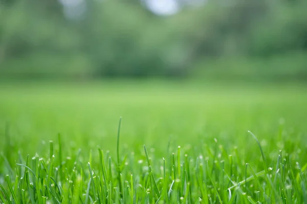 Natur Grönt Gräs Med Bokeh Bakgrund — Stockfoto