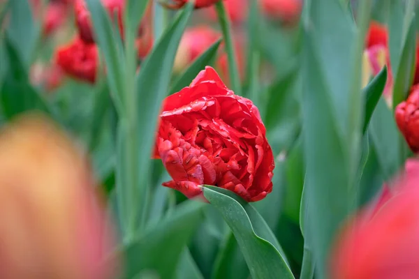Skarlát Vörös Tulipánok Rügyei Nőnek Egy Nyilvános Városi Parkban Lágy — Stock Fotó
