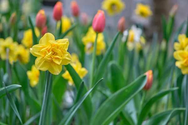 Весняні Квіти Квітучі Різноманітні Красиві Квіти — стокове фото