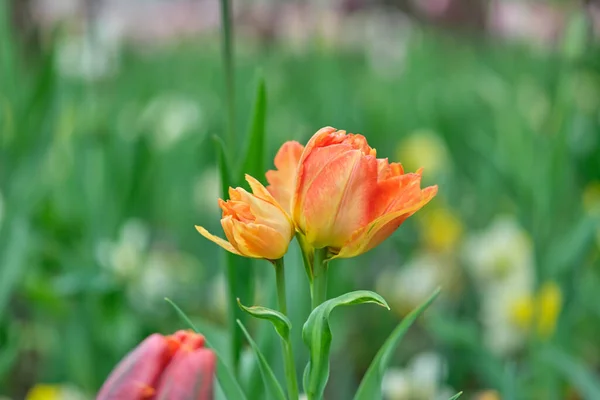 Bahar Çiçekleri Bir Parktaki Çiçek Tarhında Çiçek Açar — Stok fotoğraf