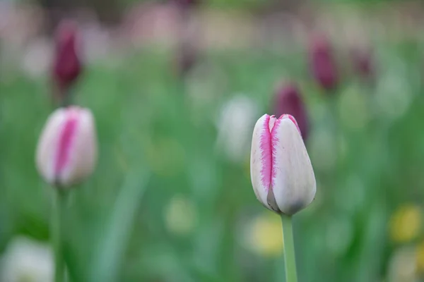 Boccioli Tulipani Viola Che Crescono Parco Pubblico Della Città Luce — Foto Stock