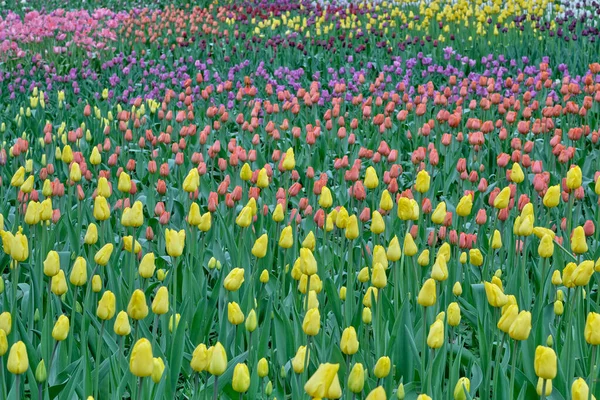 Pąki Różnych Tulipanów Rosnące Publicznym Parku Miejskim Miękkim Świetle Rozmytym — Zdjęcie stockowe