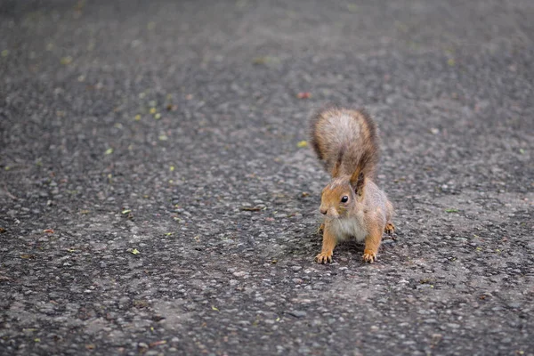 Squirrel Staring You Being Gray Background — Stock Photo, Image