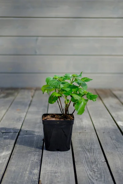 Flor Hortensia Hoja Grande Una Terraza Madera Flor Una Olla —  Fotos de Stock