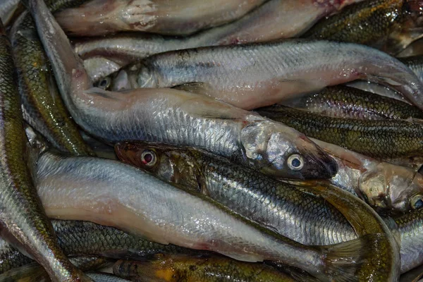 Textura Homogénea Fondo Pescado Fresco Mercado —  Fotos de Stock