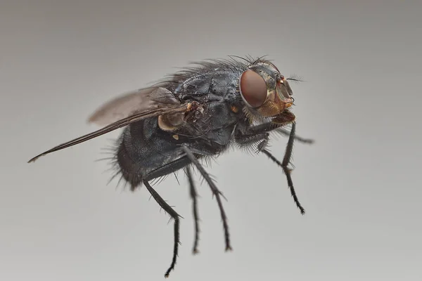 Fliegen Flug Auf Grauem Hintergrund — Stockfoto