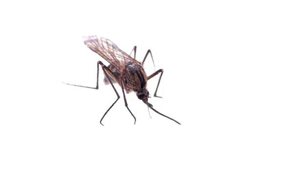 Close Mosquito White Background — Fotografia de Stock