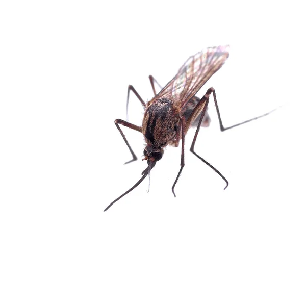 Eine Nahaufnahme Einer Mücke Auf Weißem Hintergrund — Stockfoto