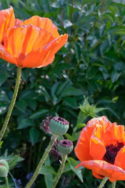 Çayırda haşhaş çiçeği (yabani gelincik çiçeği))