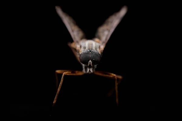 Moscas Desonestas Insecta Diptera Asilidae Insetos Predadores Natureza Sugando Fluido — Fotografia de Stock