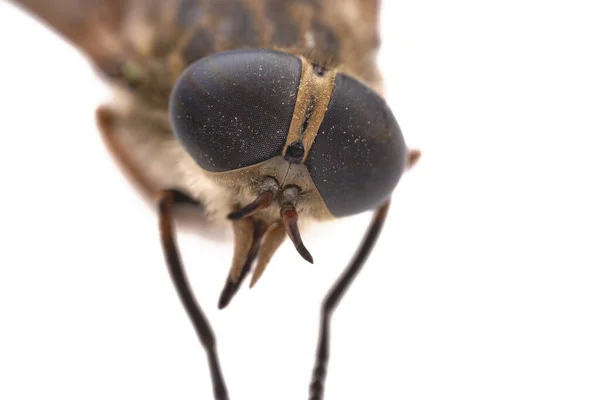 Olhos Gadfly Isolado Fundo Branco — Fotografia de Stock