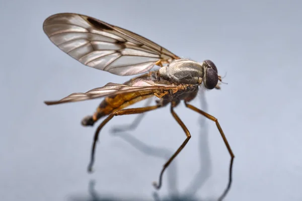 Ψαρόμυγες Insecta Diptera Asilidae Αρπακτικά Έντομα Στη Φύση Ρουφώντας Υγρό — Φωτογραφία Αρχείου