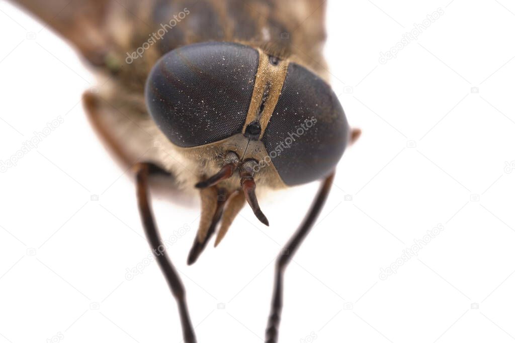 Eyes gadfly isolated on white background