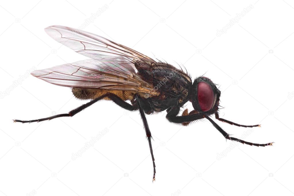 regular fly in high resolution with no background