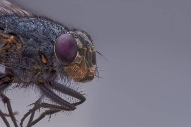 Macro sharp and detailed connection of the surface of a fly's eye in red, a housefly head close-up, top macro photography on a gray background, copy space