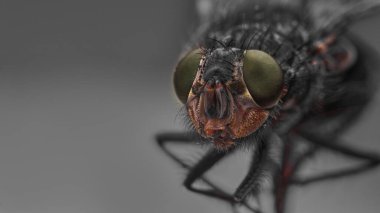 Macro sharp and detailed connection of the surface of a green fly's eye, a housefly head close-up, top macro photography on a gray background? copy space