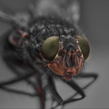 Macro sharp and detailed connection of the surface of a green fly's eye, a housefly head close-up, top macro photography on a gray background