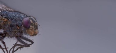 Macro sharp and detailed connection of the surface of a fly's eye in red, a housefly head close-up, top macro photography on a gray background, copy space