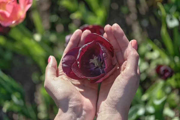 Close Female Hand Holding Beautiful Pink Red Tulip — Stock Fotó