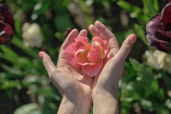 Close Female Hand Holding Beautiful Pink Pink Tulip — Stock Fotó