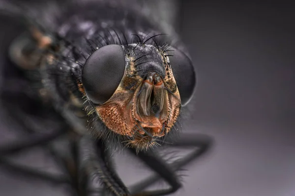 Macro Sharp Detailed Connection Surface Fly Eye Housefly Head Close — Foto de Stock