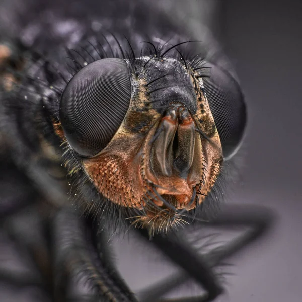 Macro Sharp Detailed Connection Surface Fly Eye Housefly Head Close — Fotografia de Stock