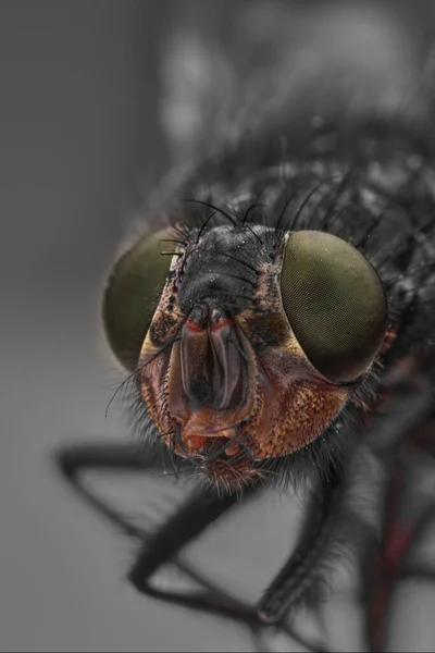 Makro Ostré Detailní Spojení Povrchu Oka Zelené Mouchy Zblízka Hlava — Stock fotografie