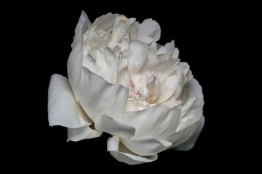 White peony flower on black background. Macro photo with shallow depth of field.