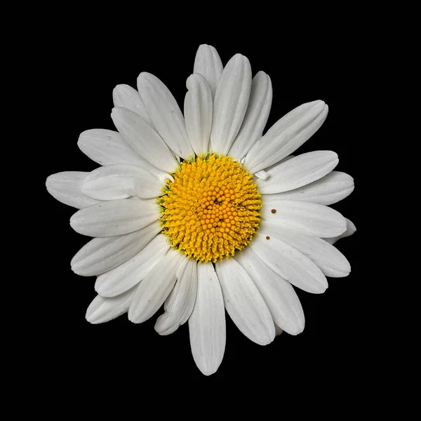 Chamomile Flower On A Black Background Close-Up.