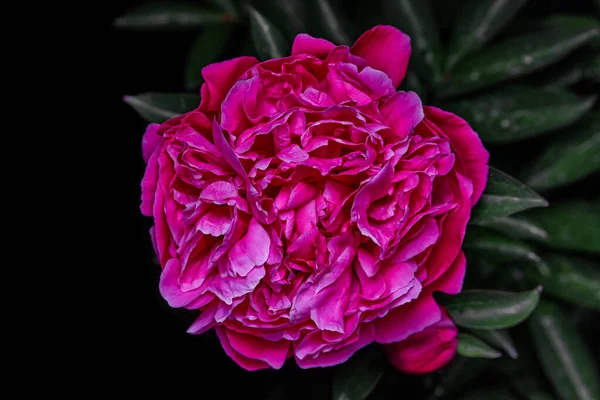Makro Ansicht Der Pfingstrose Blume Isoliert Auf Schwarz Mit Laub — Stockfoto