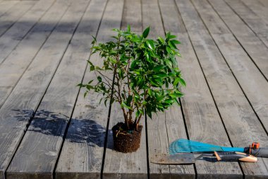 Tropik bir bitki daha büyük bir çömleğe nakledilmeye hazırlanıyor ve gün batımında bulanık arkaplanı olan güzel bir incir ağacı olan ahşap bir güvertede duruyor. yakın çekim, tasarımcı için boş, model
