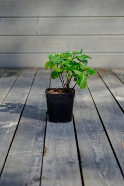 Tahta bir terasta büyük yapraklı ortanca çiçeği. Güzel, bulanık bir arkaplanda siyah bir saksıda çiçek..