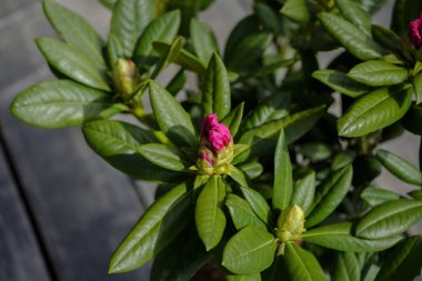 İmparatorluk çeşitliliğinin çiçek açan rhododendronu, gri ahşap arka planda yakın plan, tasarımcı için boş, model