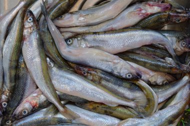 Piyasadaki taze balığın homojen dokusu