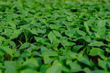 Yeşil yapraklı doğal desenli arka plan 