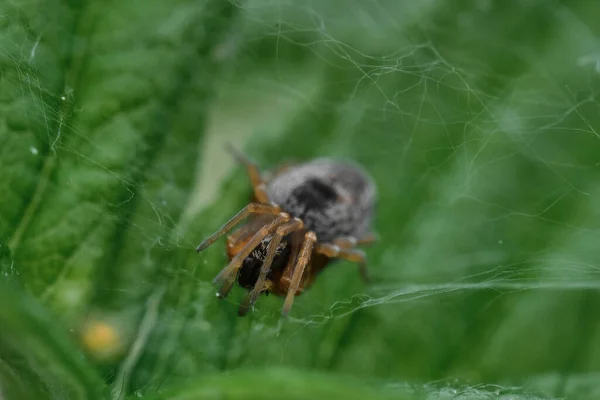 居住在斯堪的纳维亚半岛南部地区的Zora Spinimana流浪蜘蛛 在一片绿叶的背景下被伏击 — 图库照片