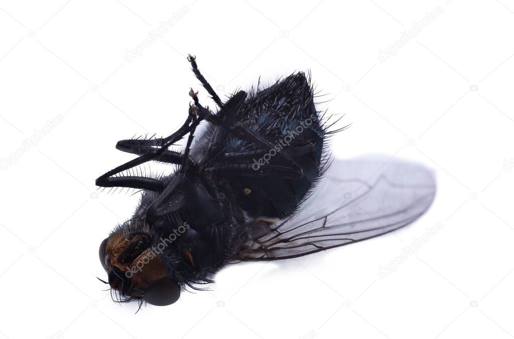 huge housefly close-up isolated on white background, fly macro photography top.