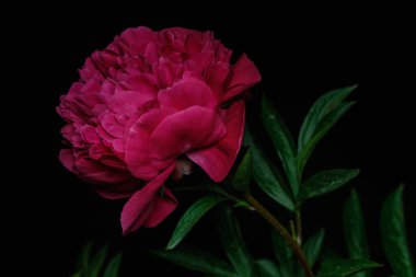 Siyah arka planda güzel kırmızı şakayık çiçeği tomurcuğu